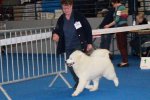 Meilleur Puppy Le Mans 2017